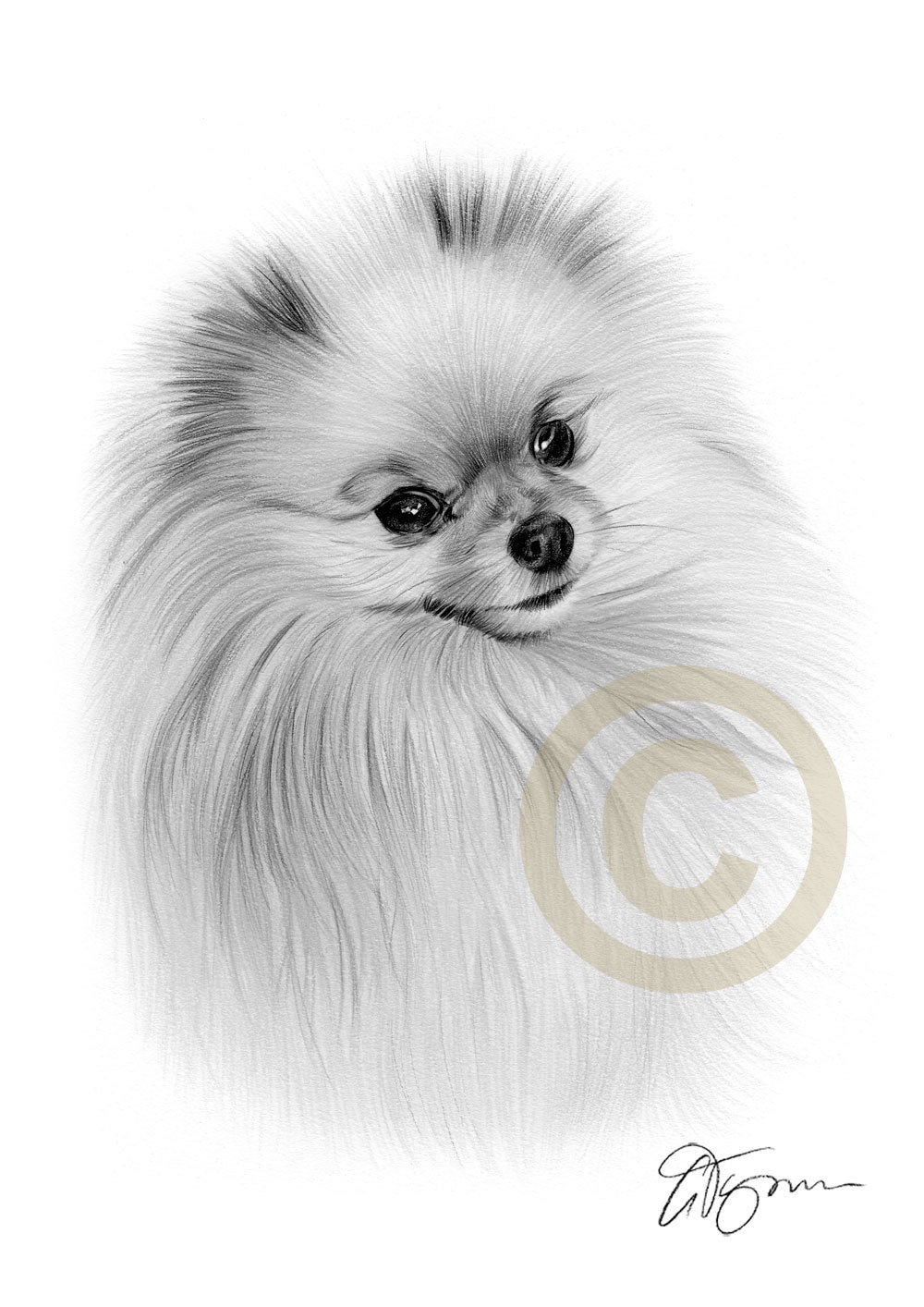Pomeranian Dog impresión de dibujo a lápiz obras de arte | Etsy México