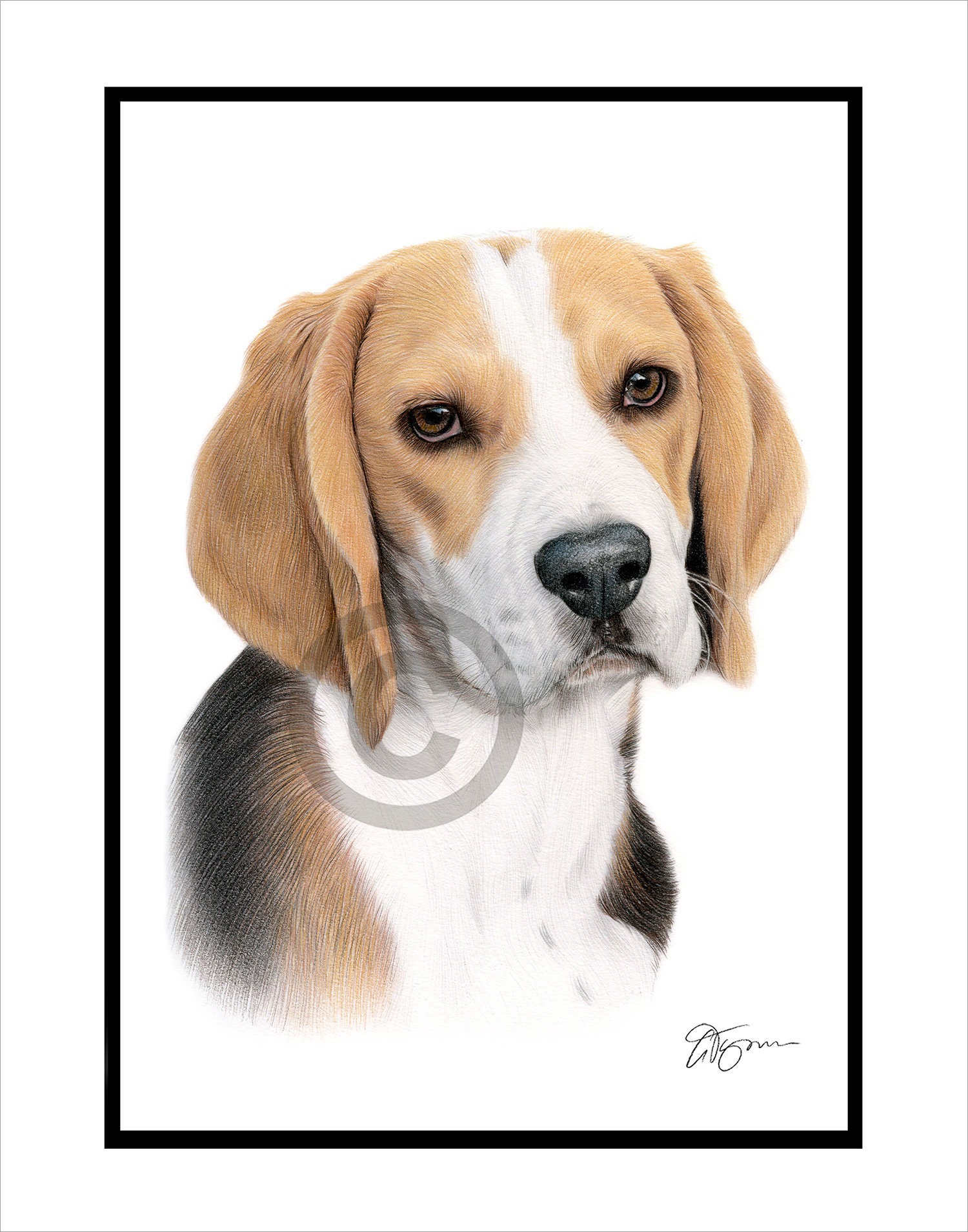 BEAGLE Original Color Pencil Drawing - Dog Art - Portrait Size