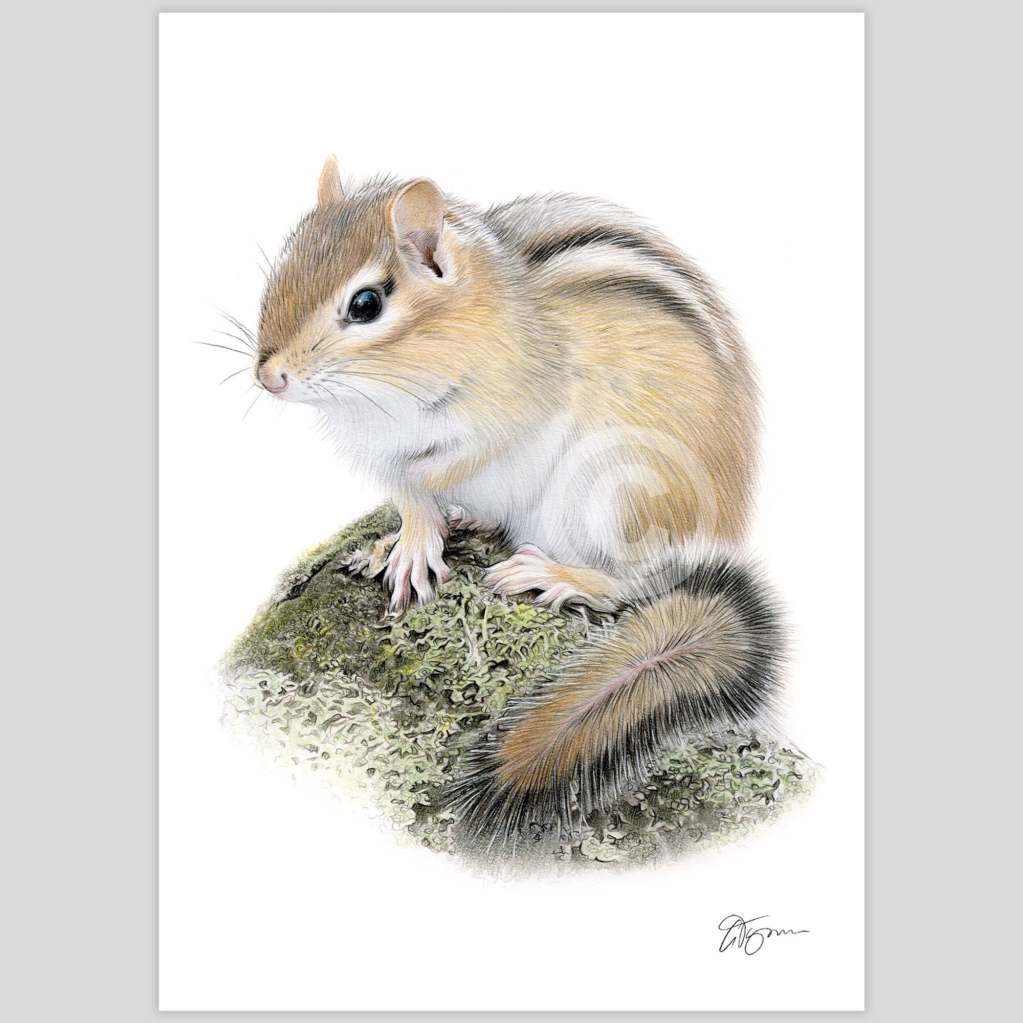 Chipmunk Art Print – Signed Wildlife Portrait, Color Pencil Drawing - Etsy