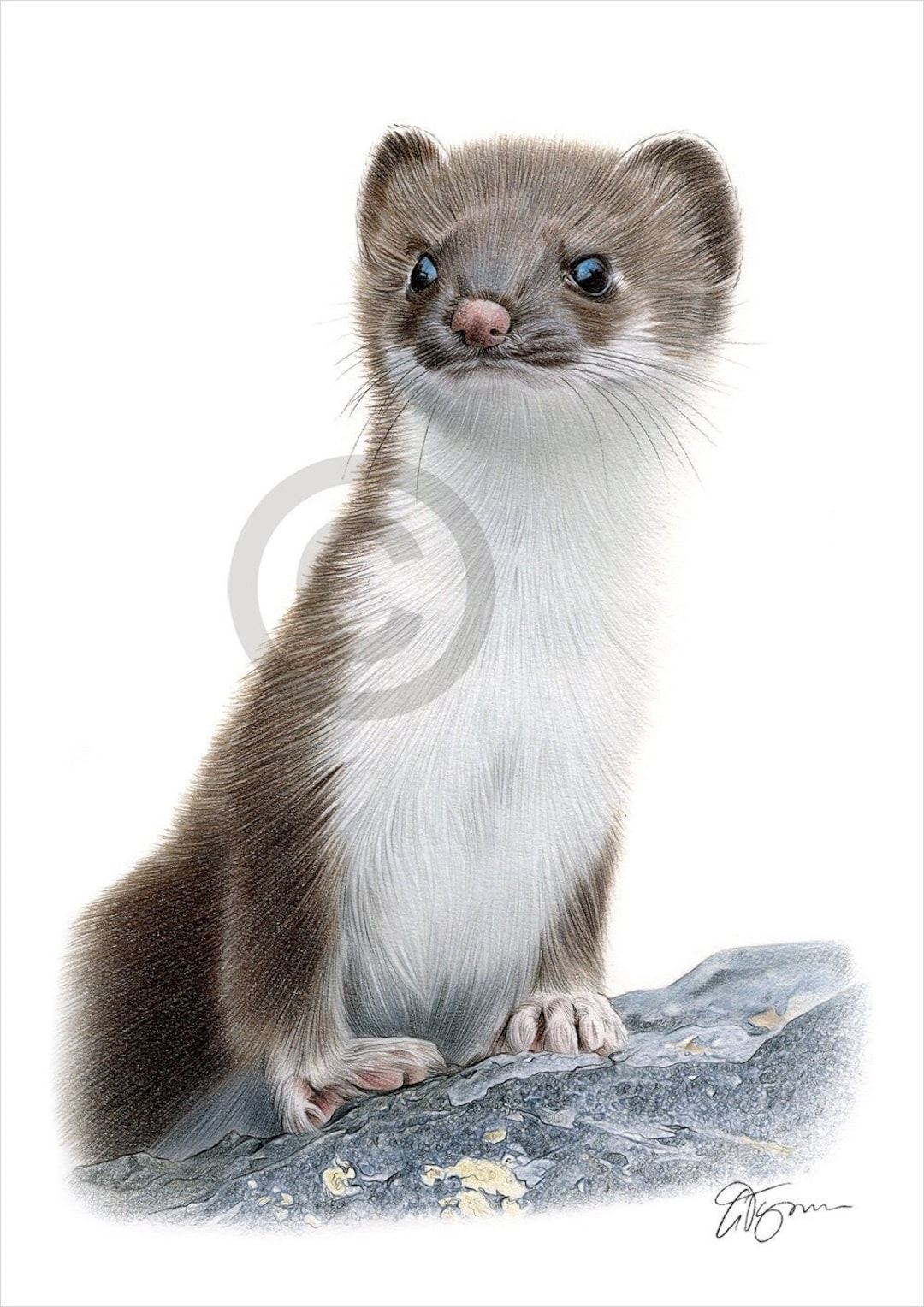 WEASEL Color Pencil Drawing Print Animal Art Artwork Etsy