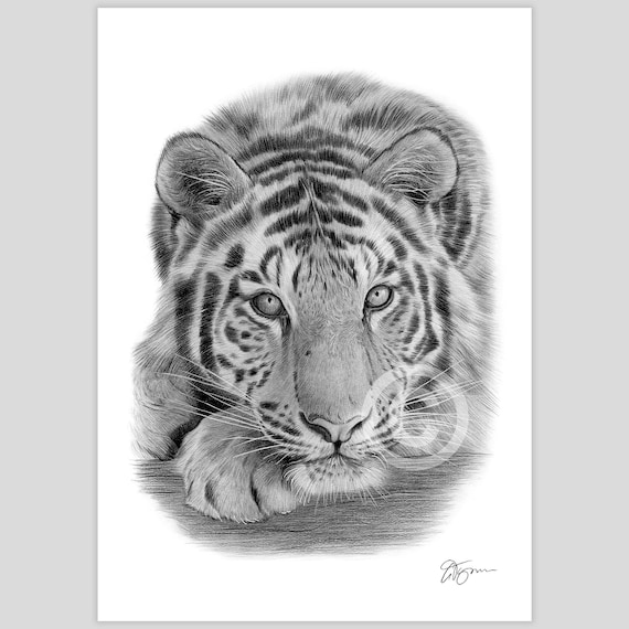 Sumatran Tiger artwork signed by artist Gary Tymon | pencil drawing print | 2 sizes | big cat wildlife portrait watercolour sketch wall art