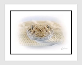 Signed original pencil drawing art of a Rattlesnake | A4 in 14" x 11" mount