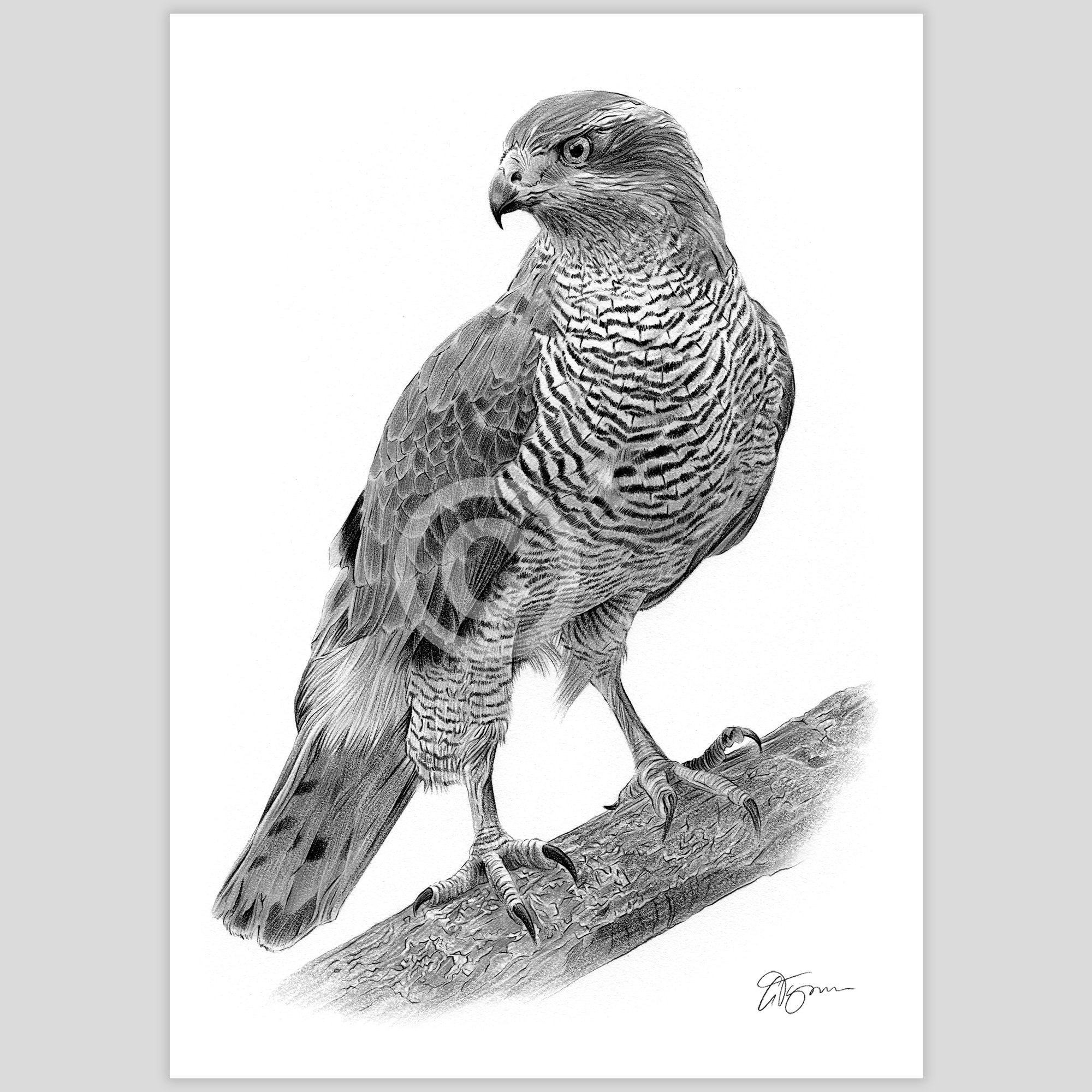 鳥のアートワーク - オオタカの鉛筆画プリント - 野生動物のスケッチ