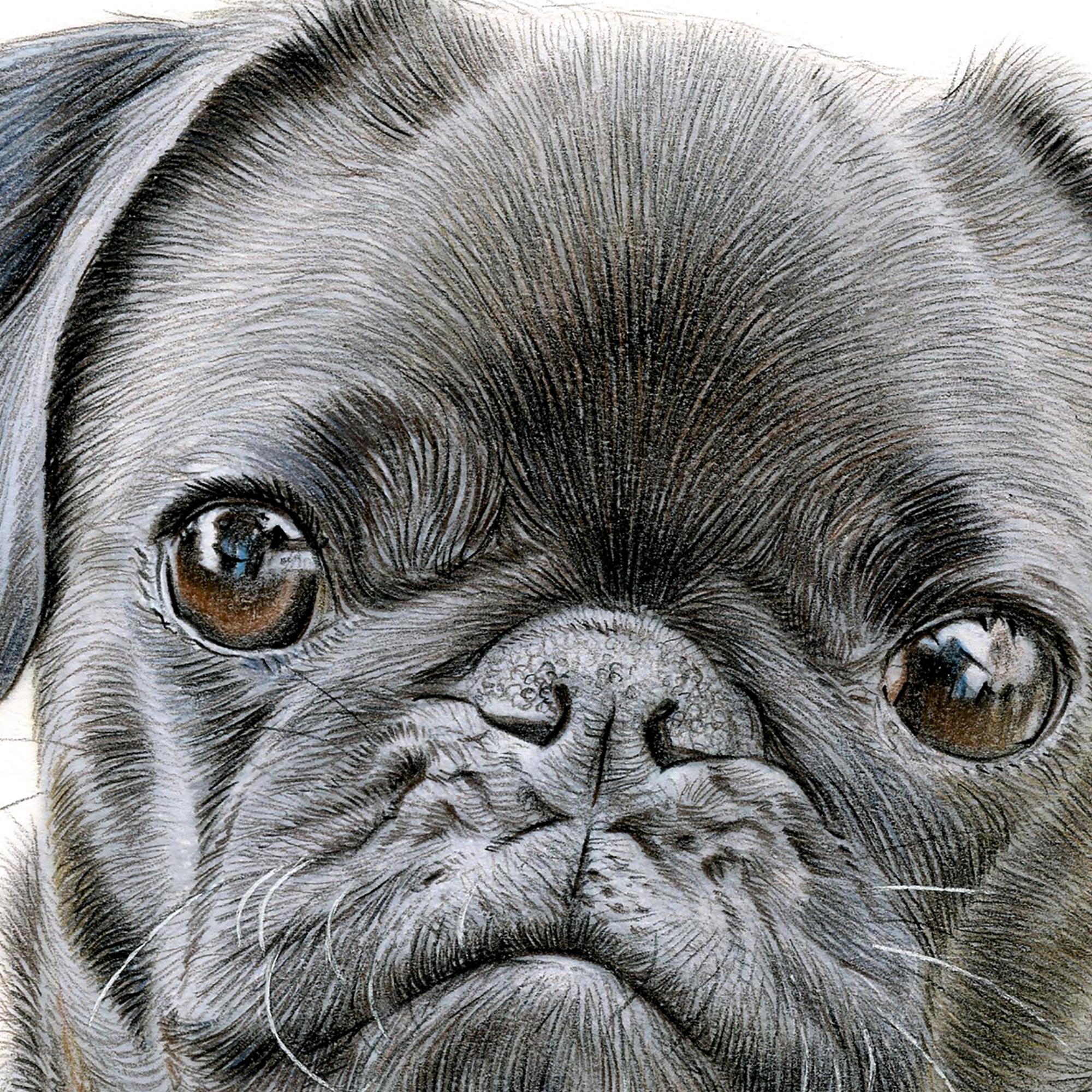 アーティストGary Tymonによるサイン入りパグ犬アート | 鉛筆画