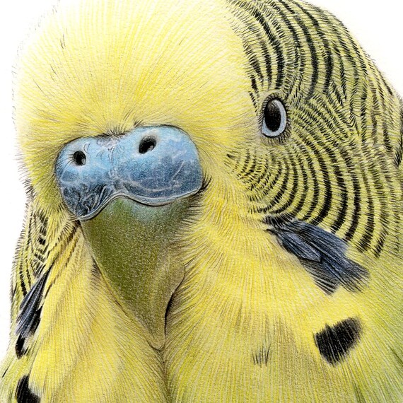 セキセイインコのアートプリント｜ゲイリー・タイモンによるサイン入り