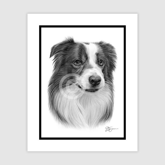ボーダーコリー - オリジナル白黒鉛筆画 - 肖像画サイズ 8