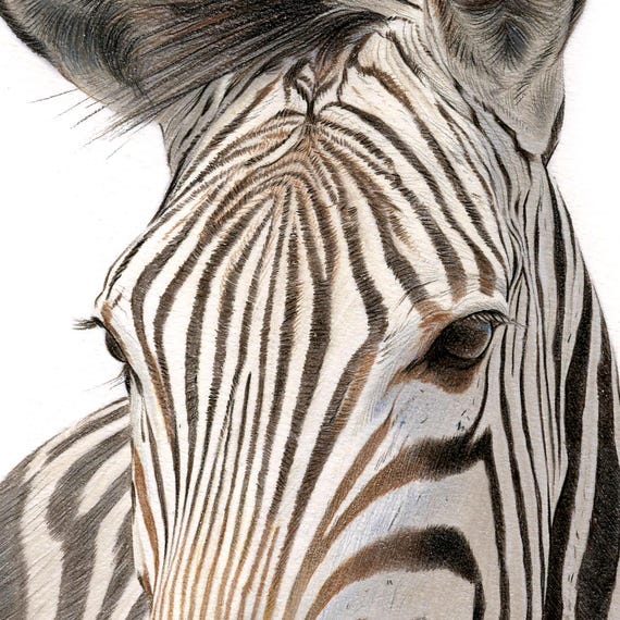 シマウマ　動物ペン画 シマウマのポートレート | 色鉛筆画プリント | アフリカの野生動物