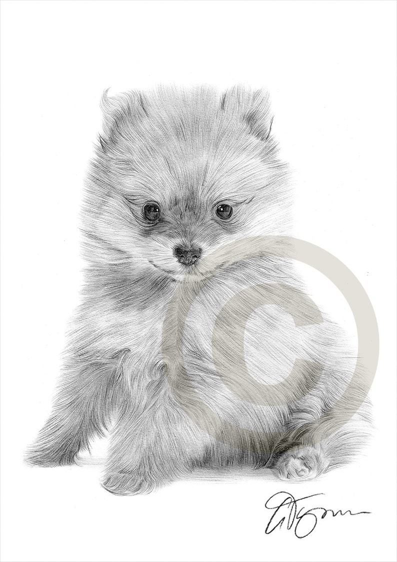 Toy Dog Pomeranian Puppy Pencil Drawing Print A4 Size Etsy