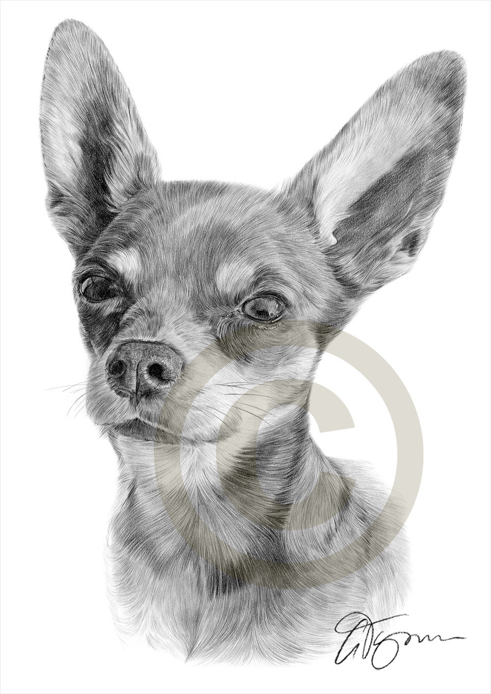 Dog Artwork Chihuahua Pencil Drawing Print Art Signed By Etsy