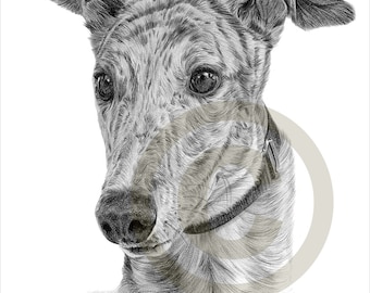 Tirage au crayon Dog Greyhound - format A4 - oeuvre signée par l’artiste Gary Tymon - Ltd Ed 50 tirages uniquement - portrait au crayon