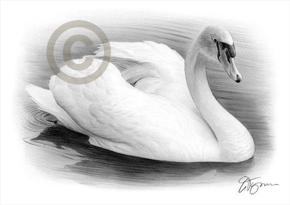 FR*Swan Drawing & Sketches for Kids | Swan drawing, Children sketch, Drawing  sketches
