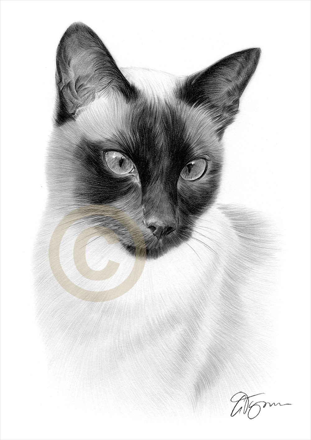 Opera Darte Arte Matita Disegno Stampa Gatto Siamese Etsy