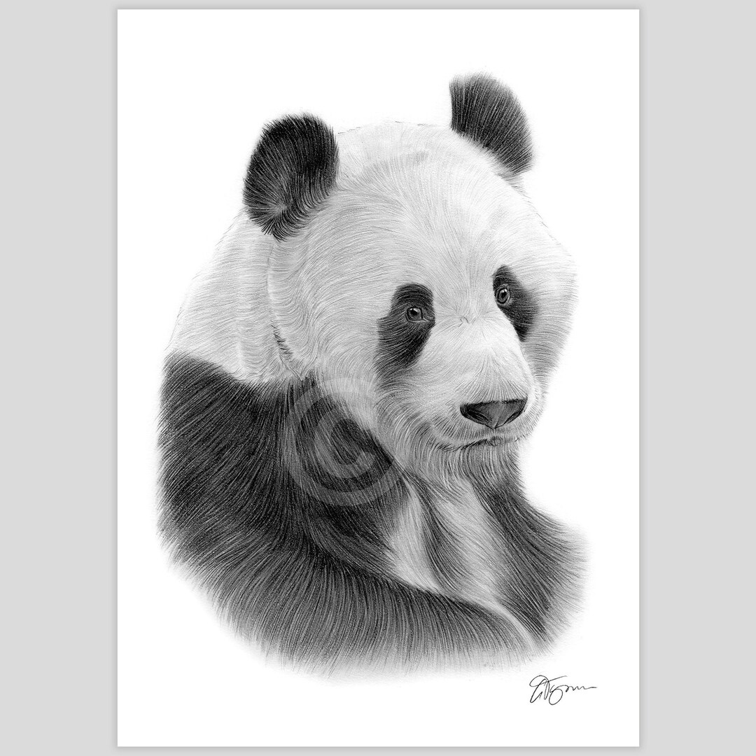 Giant Panda Artwork Signed by Artist Gary Tymon | Pencil Drawing Print ...