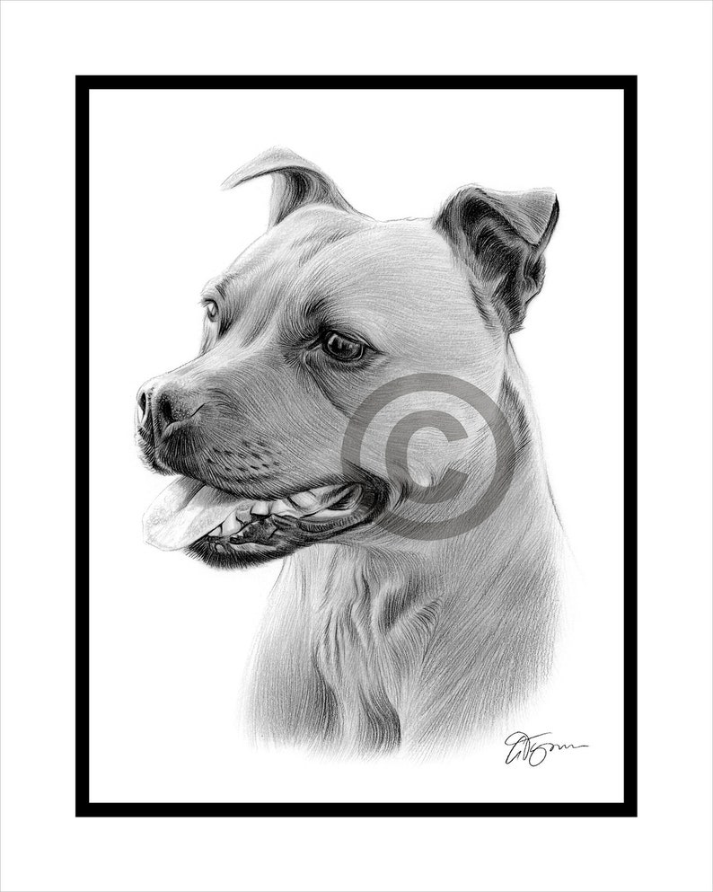 Staffordshire Bull Terrier Dibujo Original A Lapiz B W Etsy