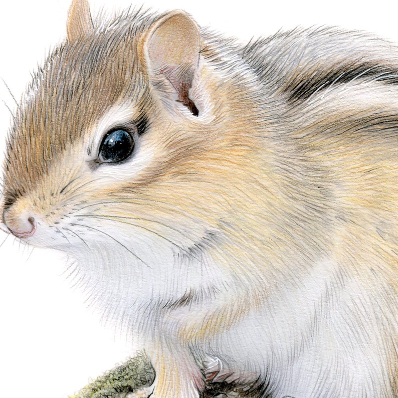 Chipmunk Art Print – Signed Wildlife Portrait, Color Pencil Drawing ...