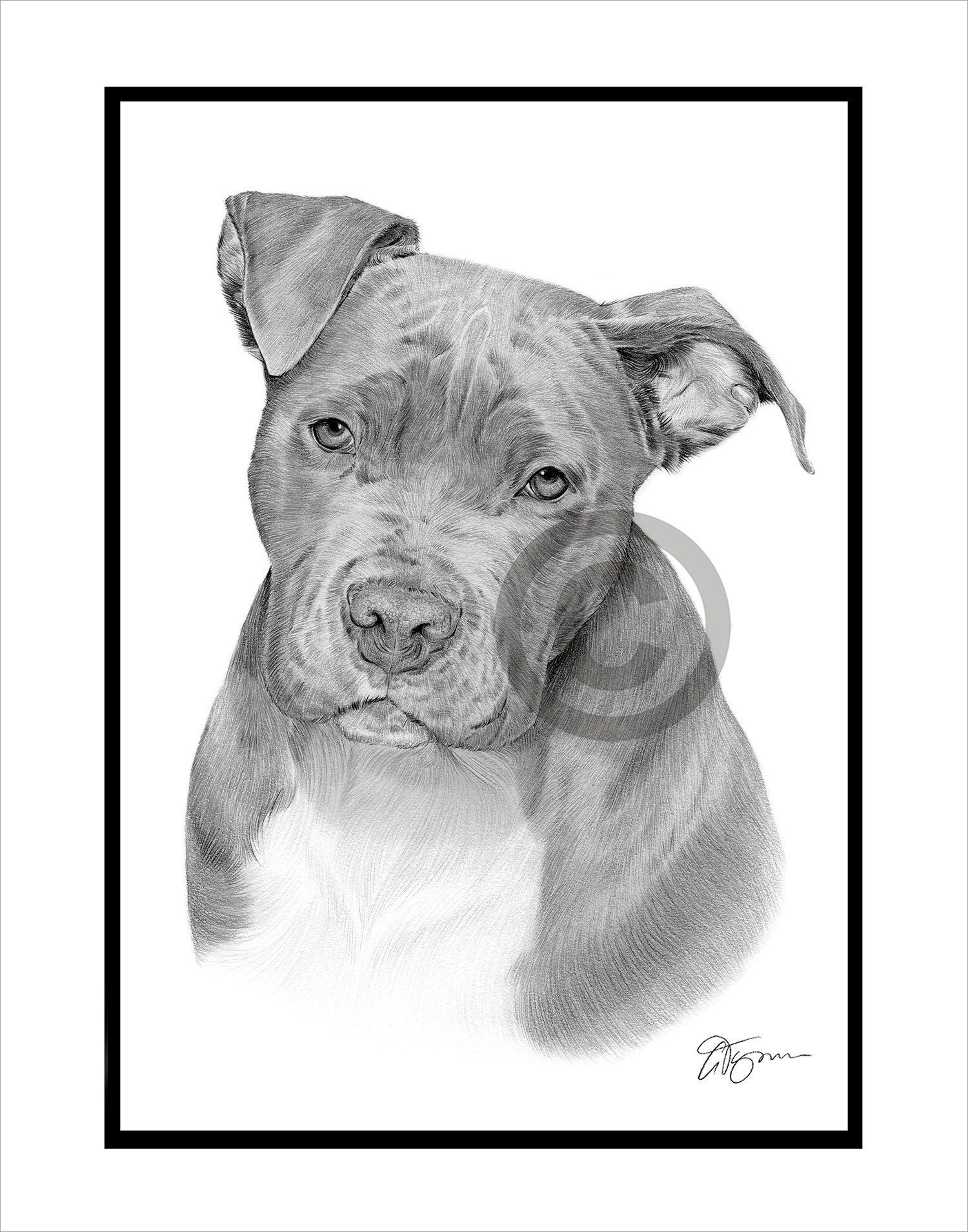 人気ショップ Pencil B&W Original - TERRIER PITBULL Drawing Portrait - 絵画