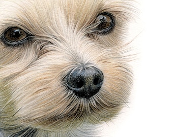 ヨークシャーテリアのアートプリント - サイン入り色鉛筆犬の肖像画