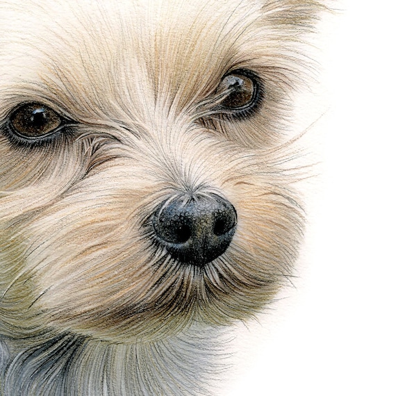 ヨークシャーテリアのアートプリント - サイン入り色鉛筆犬の肖像画
