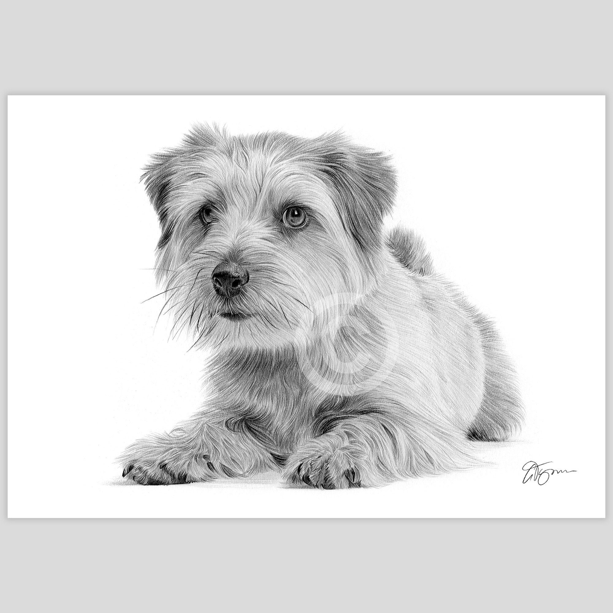 ☺︎ Staffordshire Bull Terrier - Pencil Drawing Print - Artwork