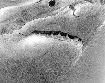 ホホジロザメの鉛筆画プリント – サイン入り野生動物ウォールアート