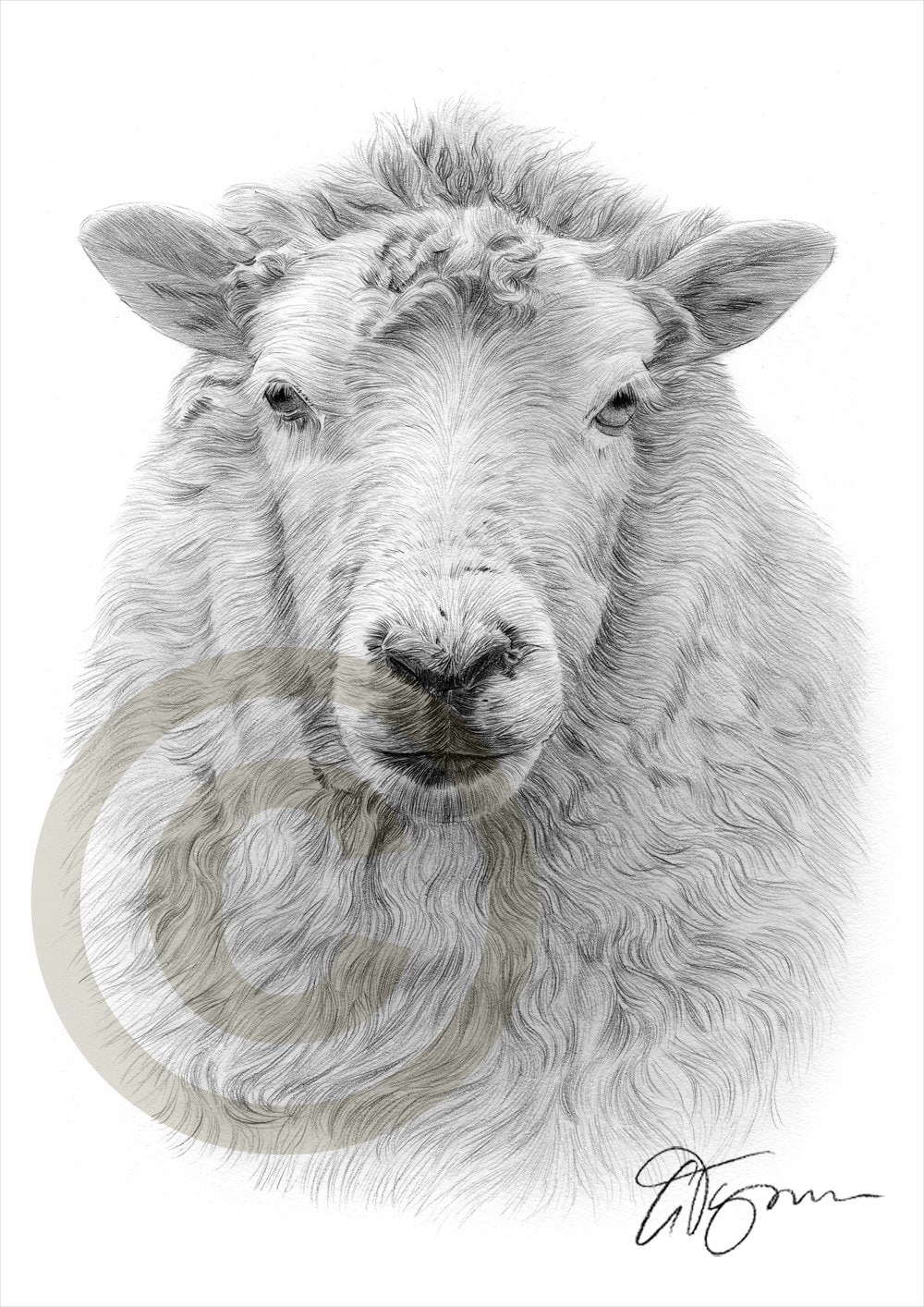 Realistic Sheep Drawing