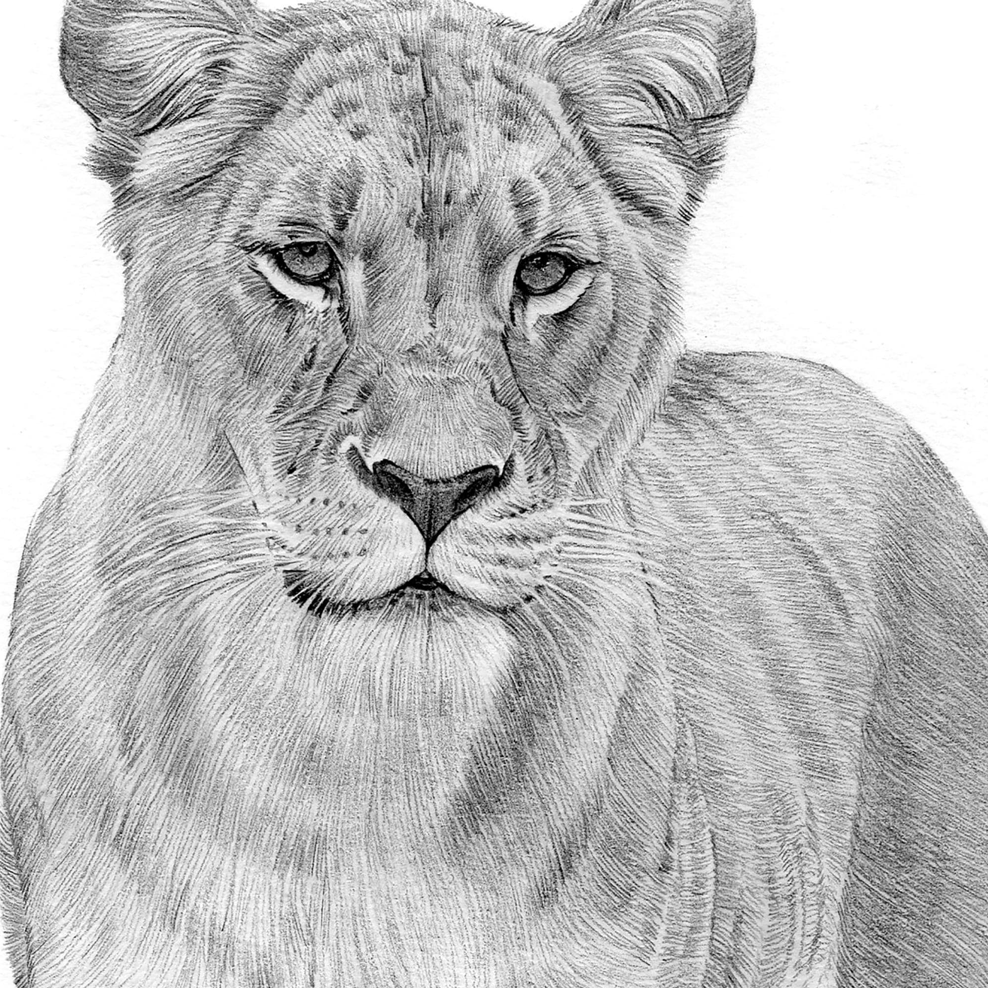 絵画 LIONSAN 15492d7e8b5c8bd20ec2425c57f9b2