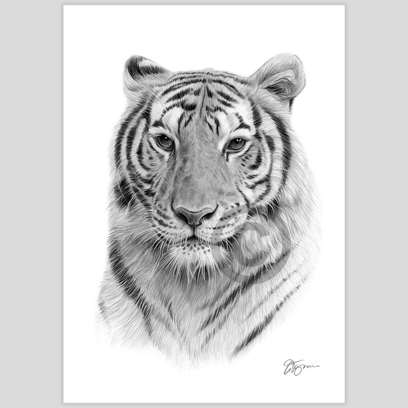 Pencil drawing of a Bengal Tiger by UK artist Gary Tymon.