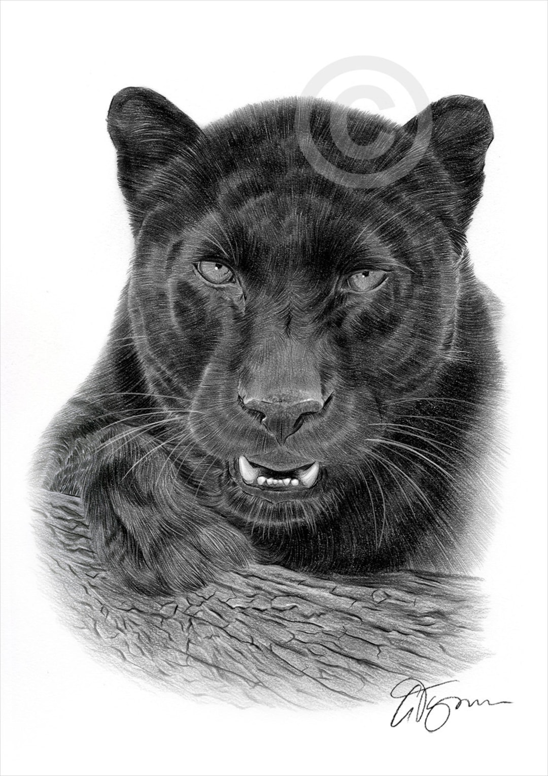Draw The Black Panther Easy, Step by Step, Drawing Guide, by Dawn - DragoArt-saigonsouth.com.vn