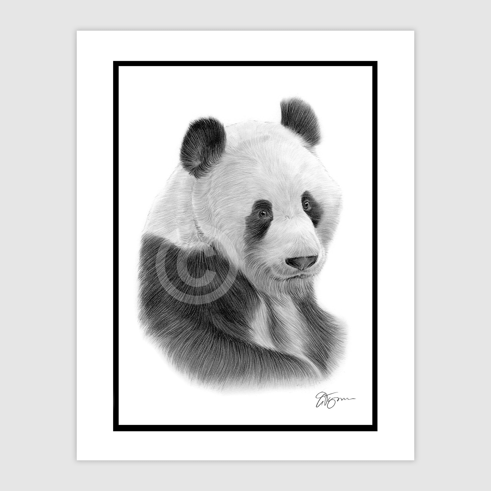 PANDA - オリジナル白黒鉛筆画 - ポートレートサイズ 11.75
