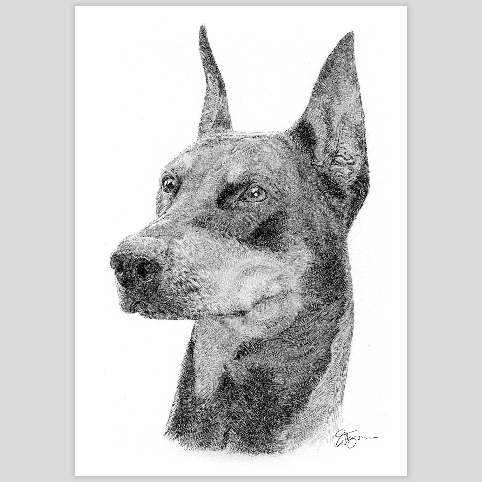 Doberman Pinscher Dog Pencil Drawing Print | Artwork Signed