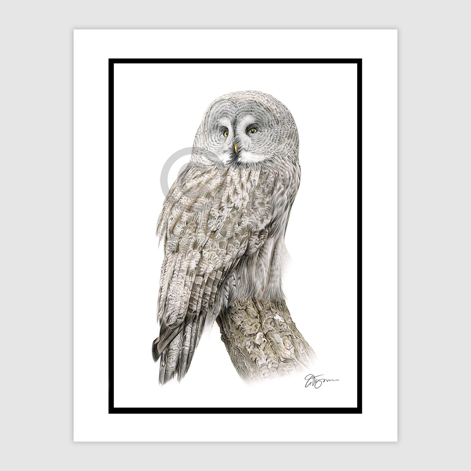 グレートグレーフクロウ - オリジナルの色鉛筆画 - 鳥のアート