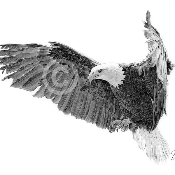 Œuvre Eagle in Flight - Tirage au crayon Pygargue à tête blanche - Art d’oiseau - signé par l’artiste G Tymon - 50 tirages seulement - 2 tailles - portrait au crayon