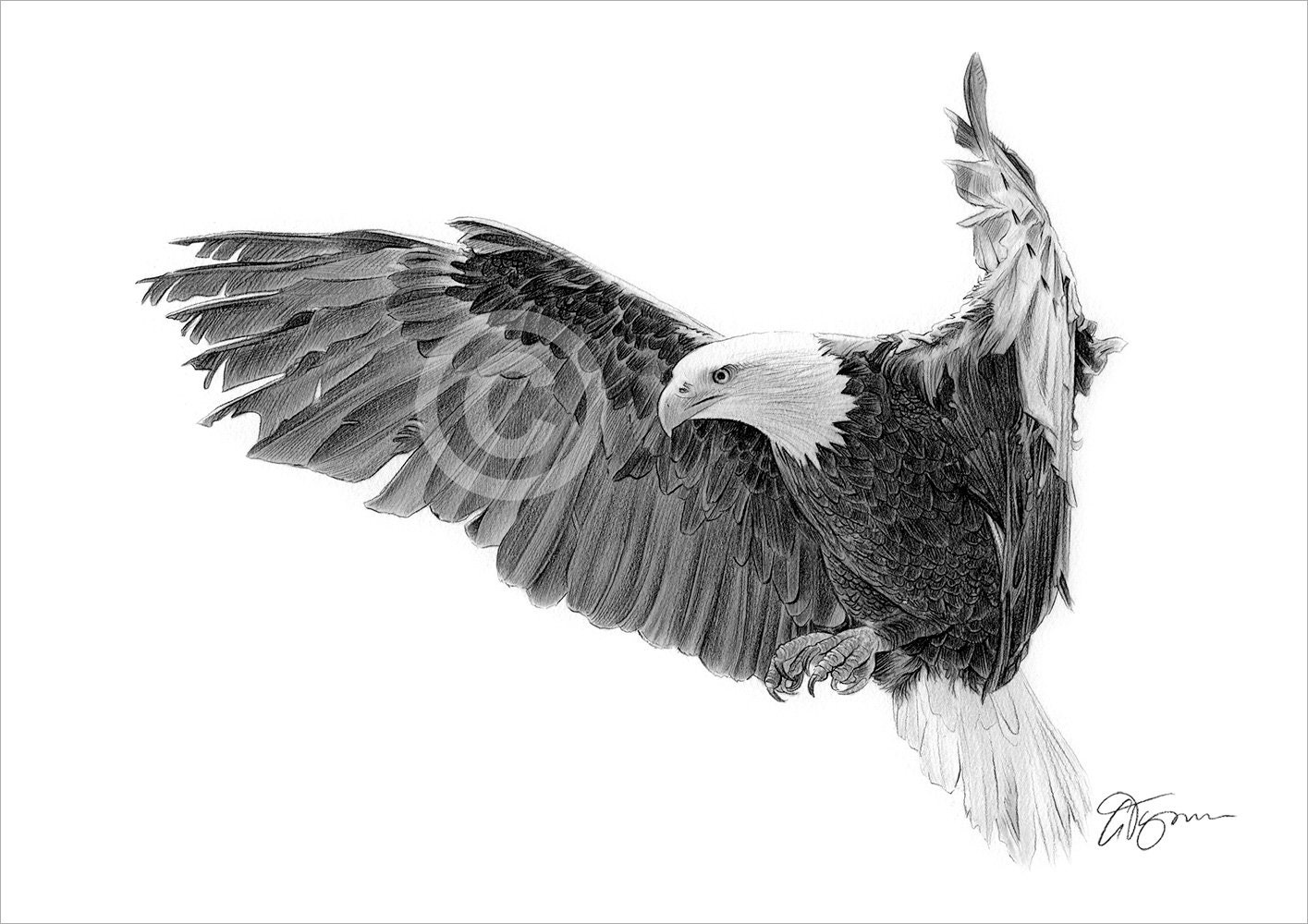 Eagle in Flight artwork Bald Eagle pencil drawing print bird art signed by artist G Tymon 50 prints only 2 sizes pencil portrait