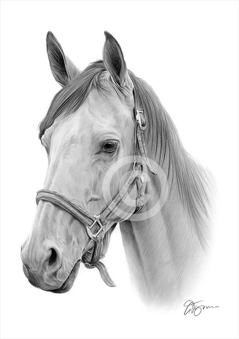 Horse Pencil Drawing Print Artwork Signed by Artist Gary Etsy