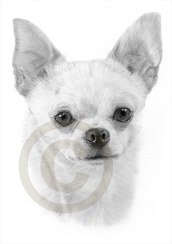 Matita Di Chiwawa Chihuahua Cane Disegno Stampa Opera Etsy