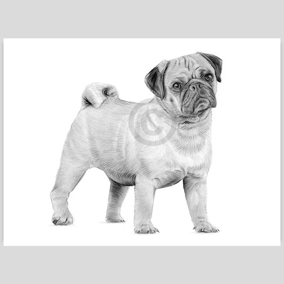 パグ犬の鉛筆画 - 即時デジタルダウンロード - イギリスの