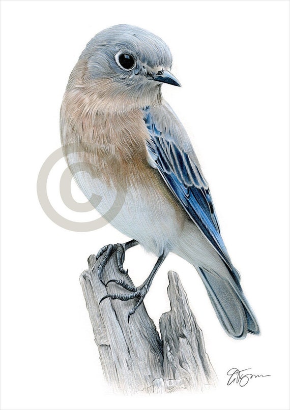 Bluebird dibujo a lápiz de color arte de aves - Etsy México