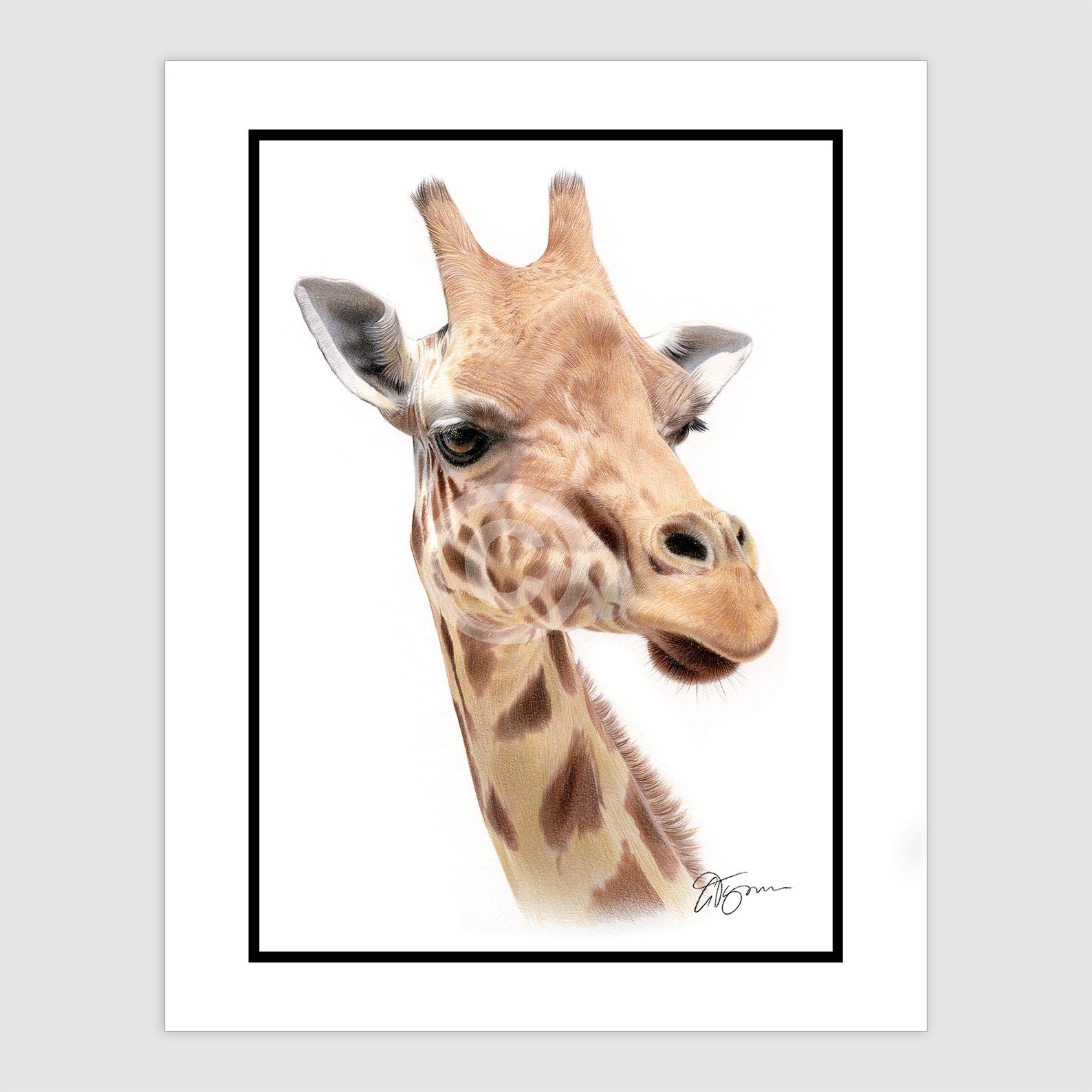 GIRAFFE Original Color Pencil Drawing Portrait size | Etsy