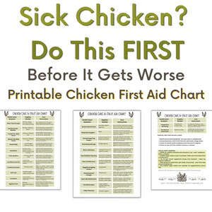 Tabla imprimible de primeros auxilios para gallinas: Qué hacer cuando tu gallina está enferma (síntomas + guía de cuidados de emergencia)