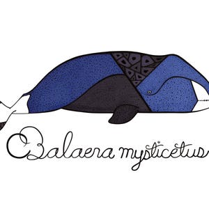 May include: A stylized illustration of a right-facing black right whale with a blue and black patterned body. The whale is swimming in a white background. The text "Balaena mysticetus" is written in cursive below the whale.