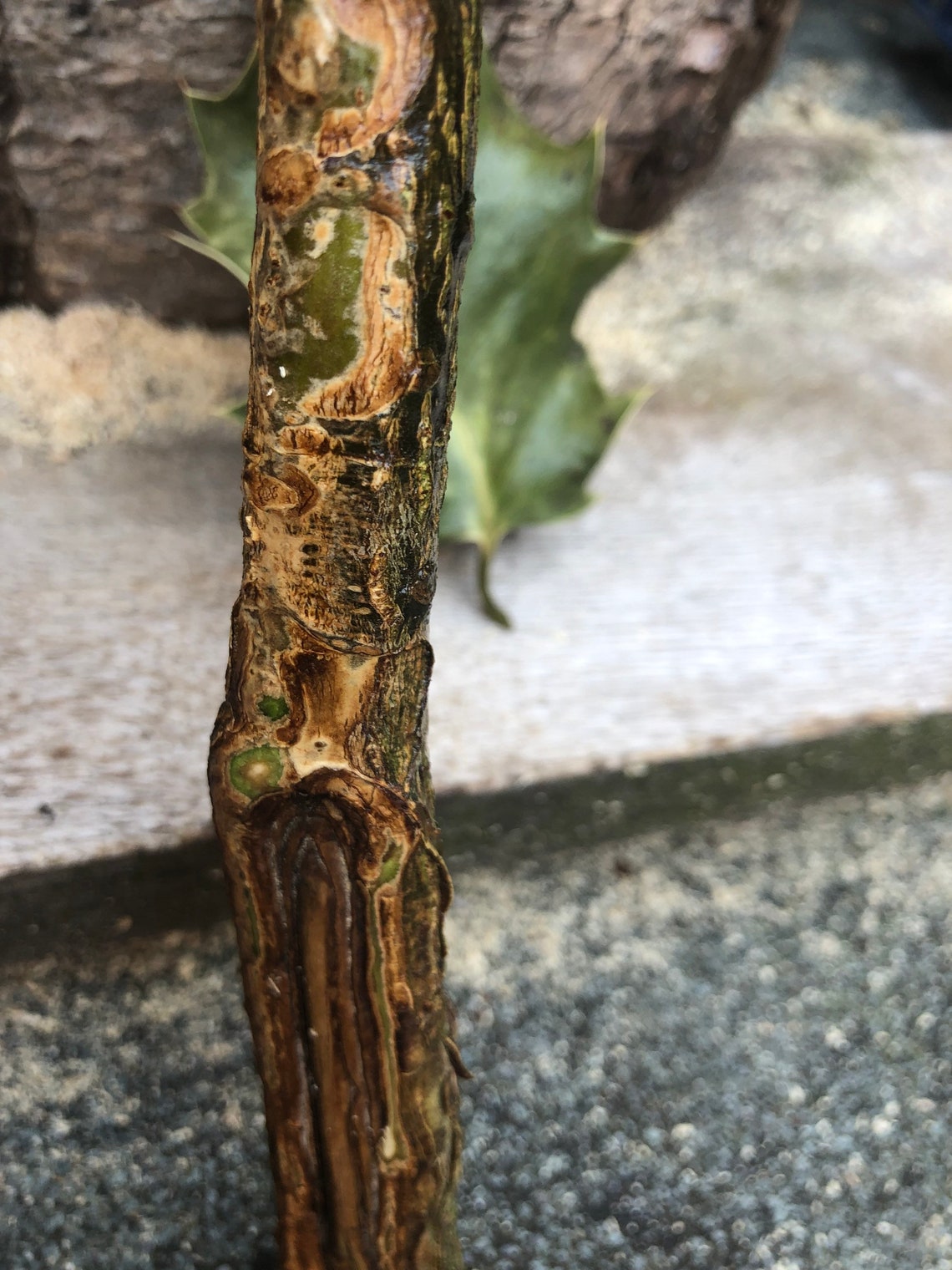 Varitas de madera de acebo Protección