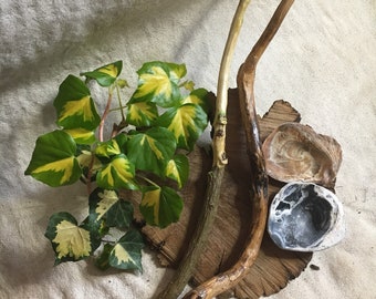 Ivy~Wands~Attached~Love~Friends~Fertility~Healing~Scallop~Shells~Offerings~Pagan~Wiccan~Witch~
