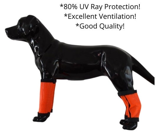 dog wearing leggings