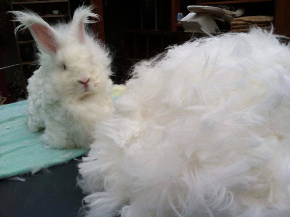 angora rabbit for sale in sri lanka