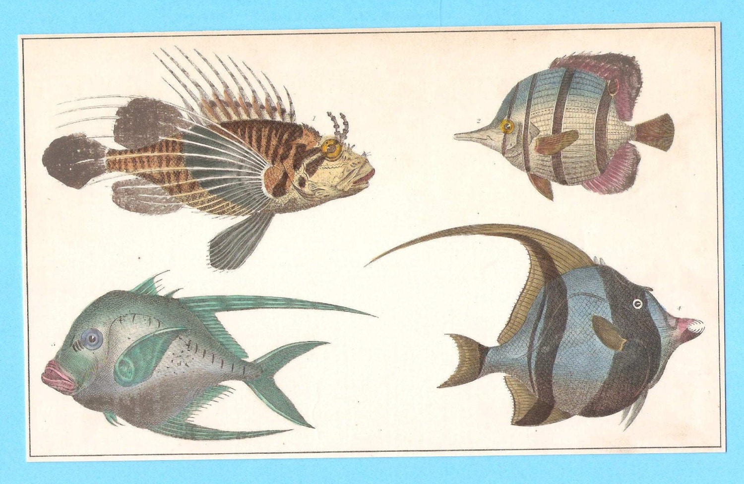 Antike Fisch Abbildung Etsy