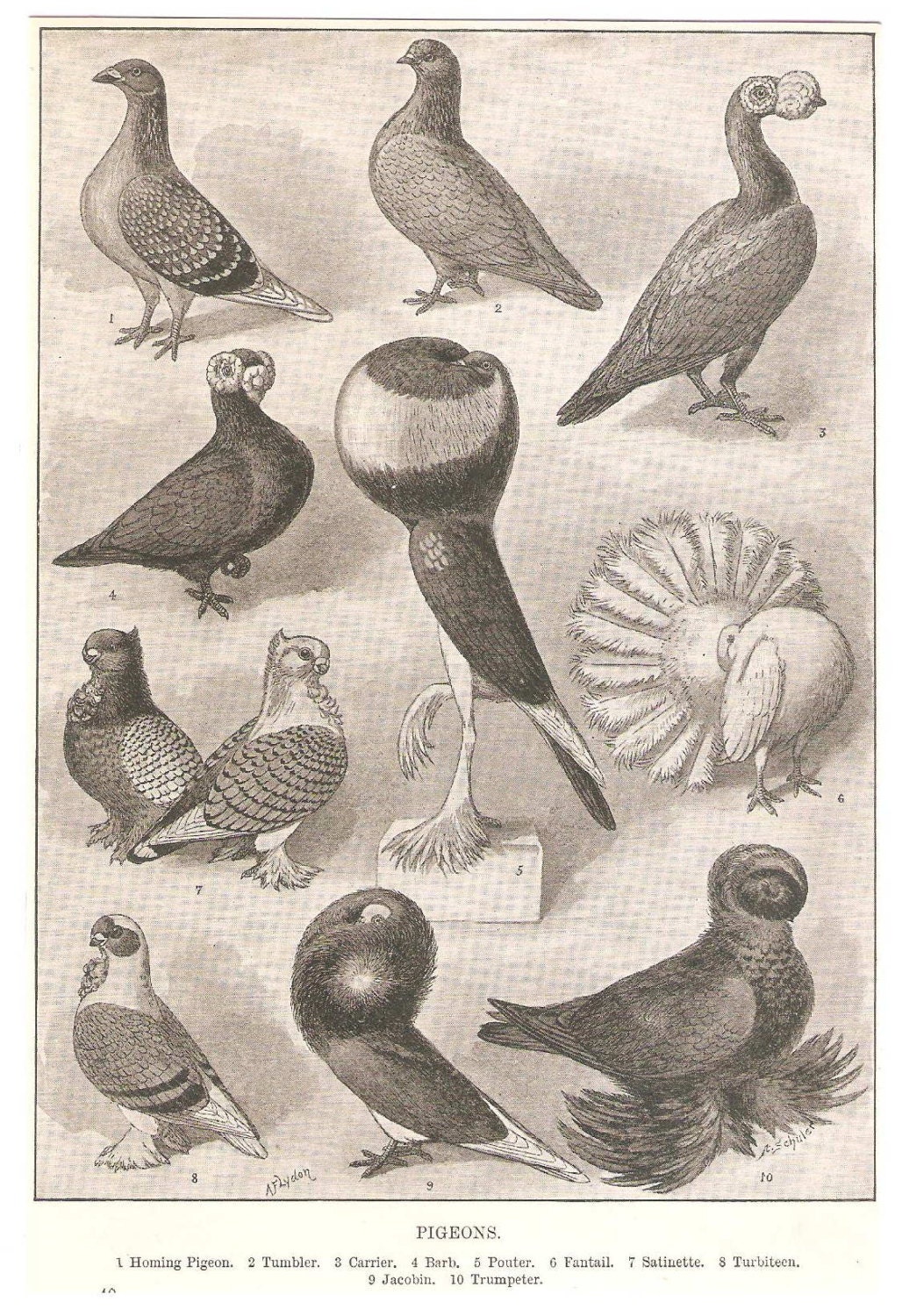 Antique Pigeons illustration Etsy