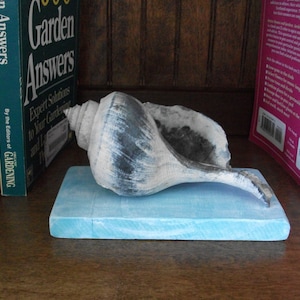 May include: A large, white seashell with black and gray markings sits on a light blue rectangular base. The seashell is on a wooden shelf with several gardening books.