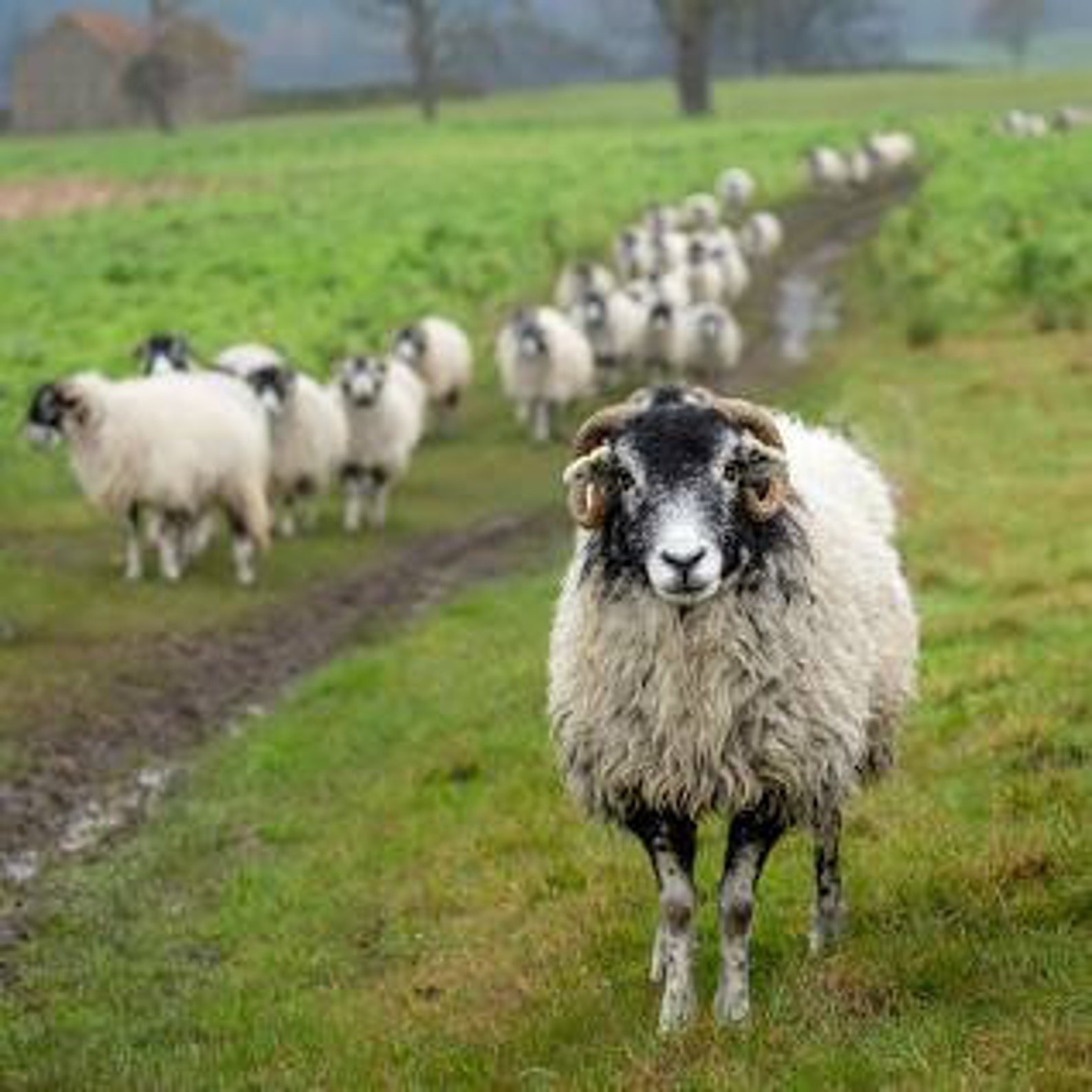 100% Wool Fabric Bundle: Rug Hooking and Appliqué (8