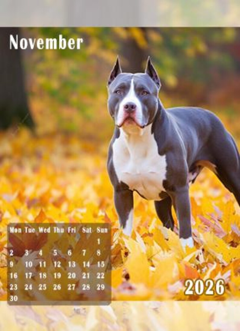 Pitbull Calendar 2026 - DOWNLOAD - Printable A4 - Etsy Israel