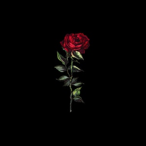 Könnte beinhalten: Eine einzelne, leuchtend rote Rose mit grünen Blättern und Stiel vor schwarzem Hintergrund. Die Rose steht in voller Blüte und zeigt detaillierte Blütenblätter. Die Blätter haben einen subtilen Grün-Weiß-Verlauf.